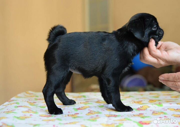 Мопсы щенки