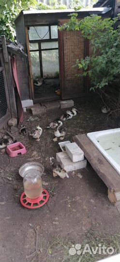 Индоутята. Месячные