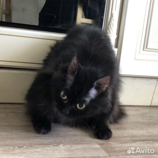 Кошка в добрые руки