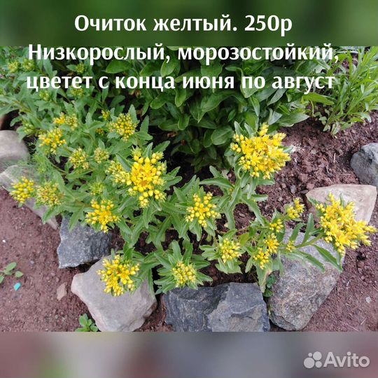 Многолетние цветы