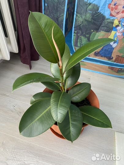 Фикус каучуконосный
