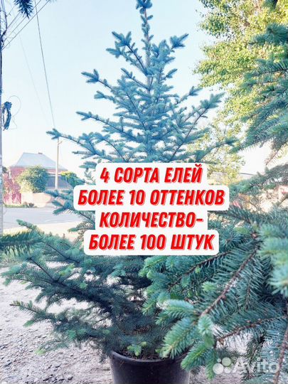 Елка ель голубая в горшке Ольденбург Глаука