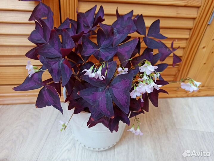 Кислица (оксалис)