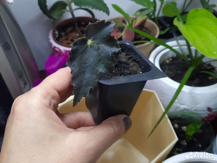 Детка - Бегония Бауэра Black Velvet черный бархат