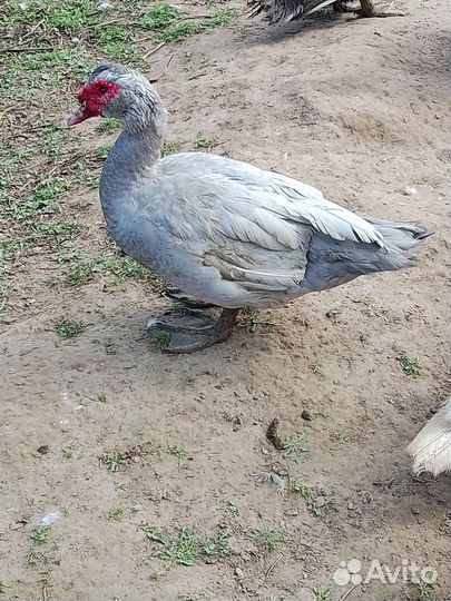 Мускусные утки тяжелые линии