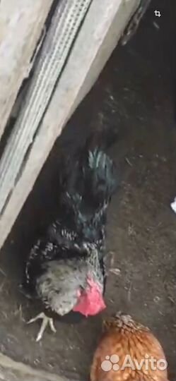 Молодые петухи