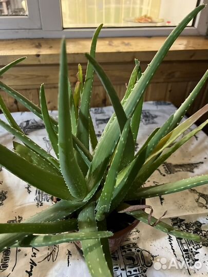 Цветы: алоэ вера, пальмы, денежное дерево