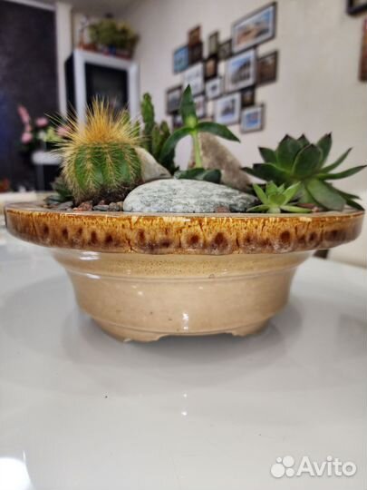 Композиция подарочная из кактусов и суккулентов