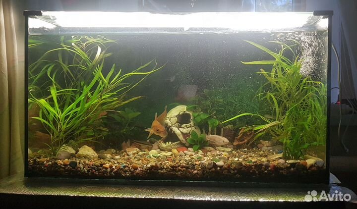 Аквариум