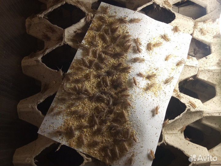 Сверчок домовый,Таракан туркменистанский,зофобас