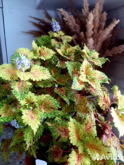 Колеус 10 сортов