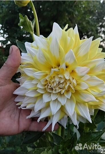 Корни георгин