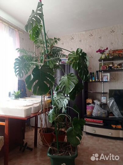 Монстера