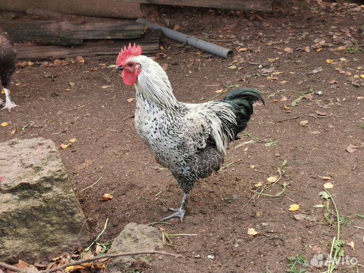 Петух