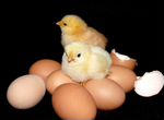Инкубационное яйцо, доставка инкубационного яйца