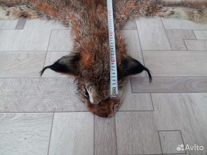 Шкуры диких животных