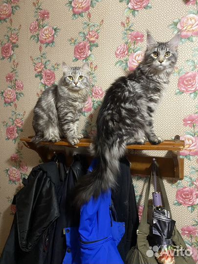 Кот мейн-кун вязка