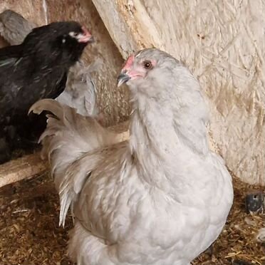 Петух амераукана лаванда