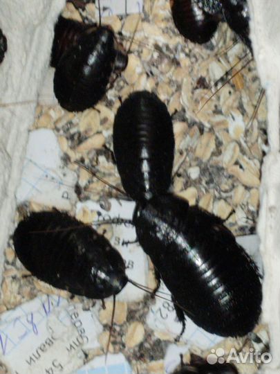 Мадагаскарский таракан