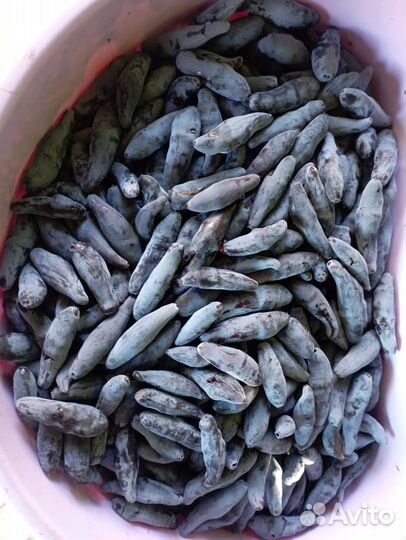 Саженцы жимолости