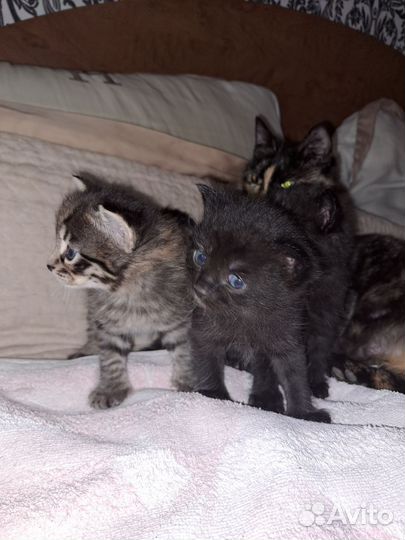 Котята в добрые руки бесплатно