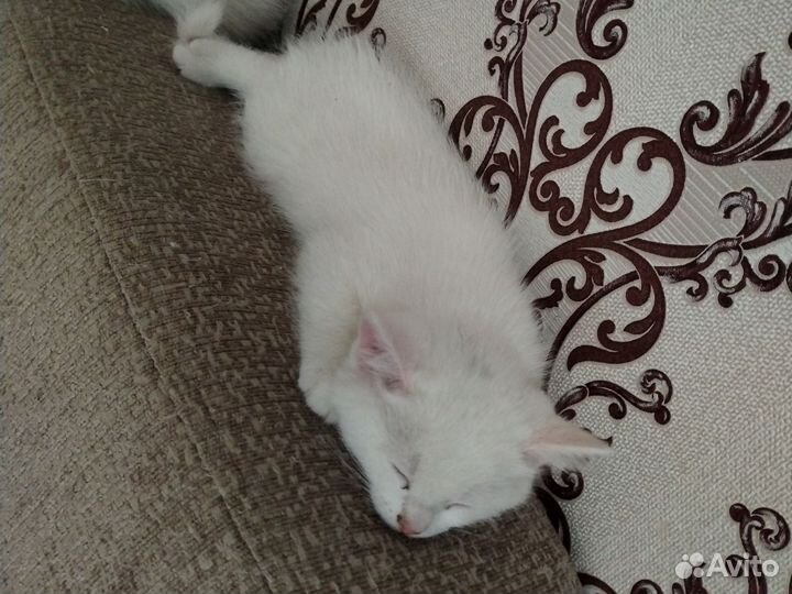 Кошка в дар бесплатно