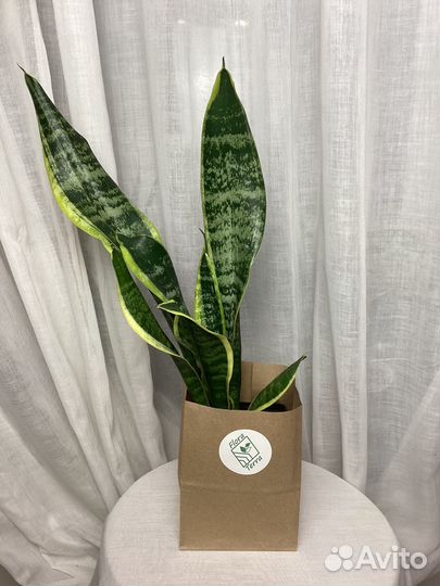 Комнатные растения