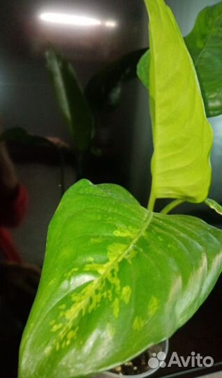 Диффенбахия Macrofilla variegata