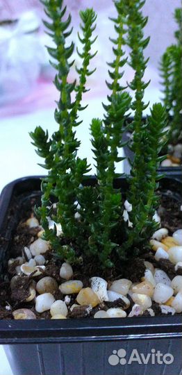 Суккуленты