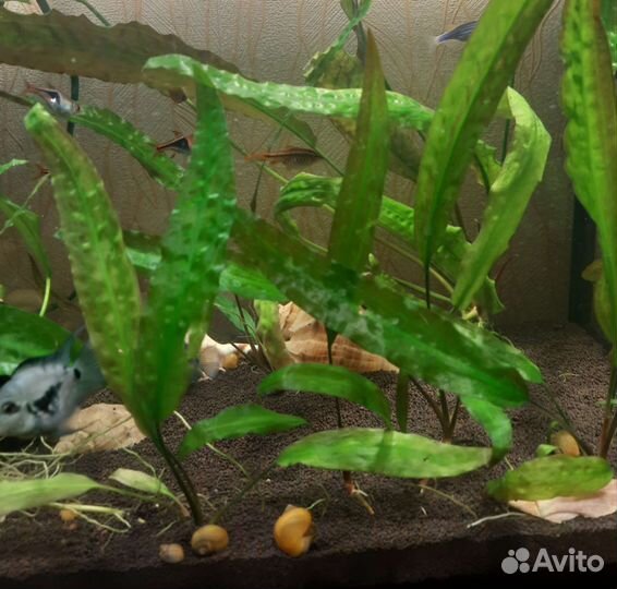 Криптокорина аквариумное растение