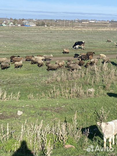 Баран овцы ягнята