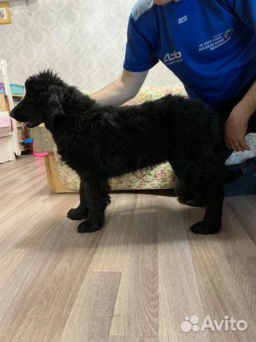 Монгольский банхар