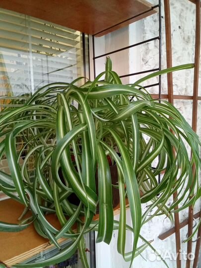 Хлорофитум кудрявый