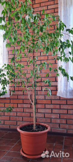 Фикус бенджамина