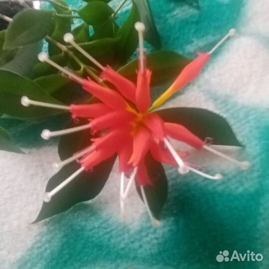 Эсхинантус