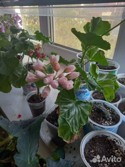 Пеларгония