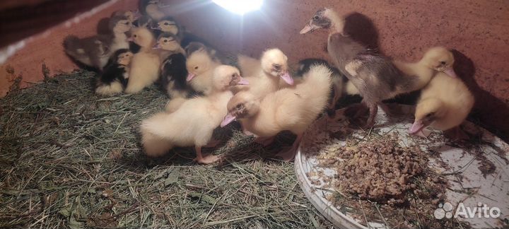 Мускусные утята индоутки