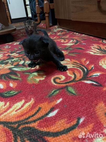 Котики в добрые руки