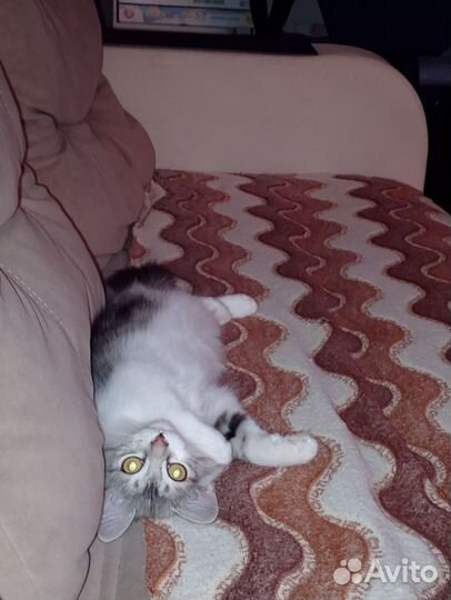 Котёнок