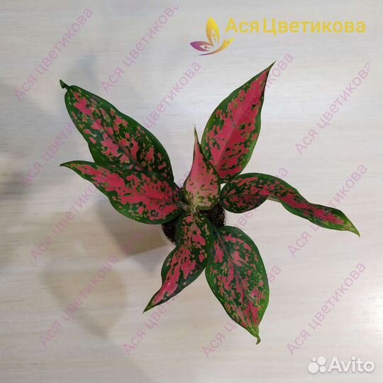 Аглаонема (разные)