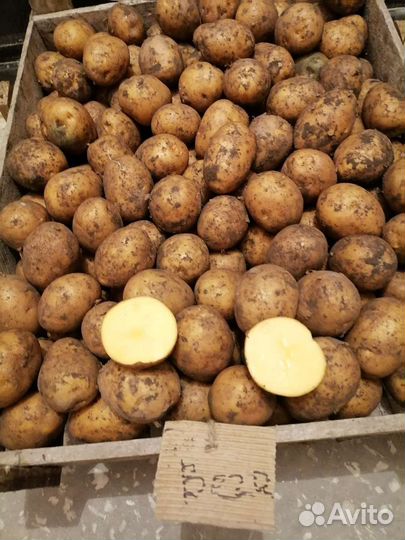 Семенной картофель