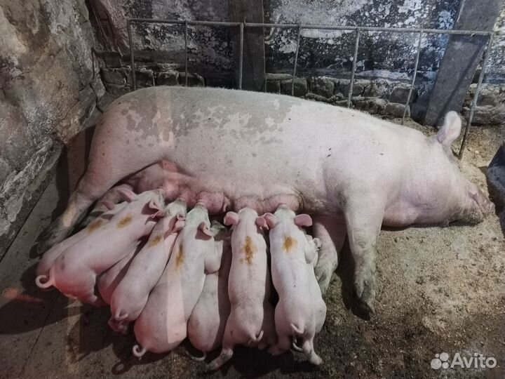 Свиноматки