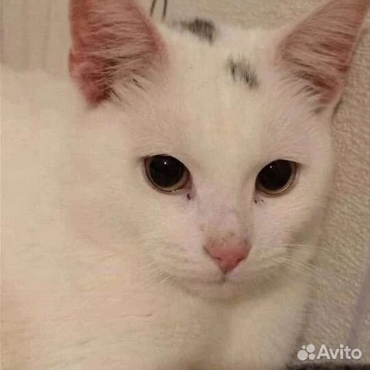 Котик Одуванчик ищет дом в добрые руки