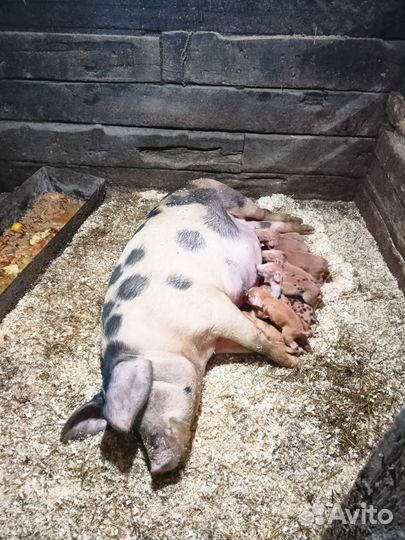 Бронь на поросят