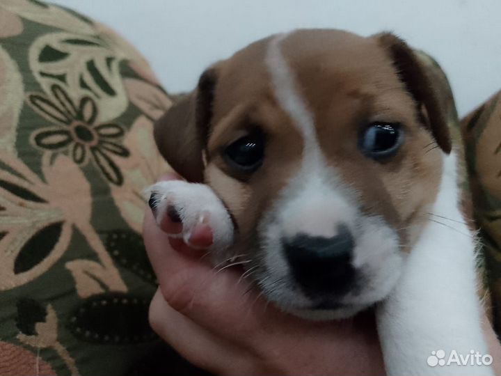 Джек рассел терьер