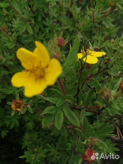 Спирея, малина, смородина, слива