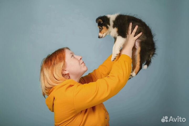 Дрессировка и воспитание собак, кинолог