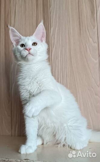 Мейн куны с документами