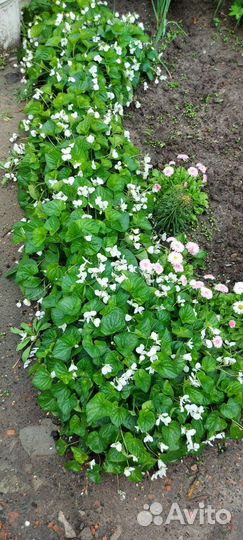 Белая фиалка садовая (виола садовая)