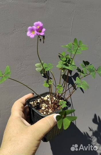 Оксалис latifolia